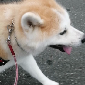 雨が降りそうで降らなかった朝。連日のダラダラ散歩の反動で飼い主頑張る。未来丸迷惑‼️休憩ポイの画像