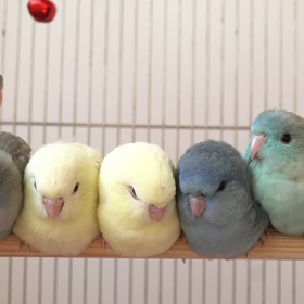 ぴーぽぽ隊員集合の画像