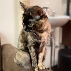 今日のねこごこちの画像