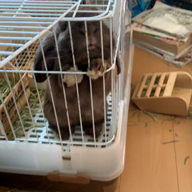 うさぎはクチャラーの画像