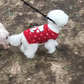 ♪お散歩動画♪代々木公園♪の画像