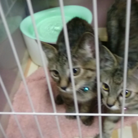 草食はじめました！の画像