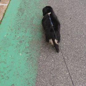 お散歩動画 モモ＆パルの画像