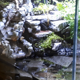 45cmアクアテラケージ植栽の画像