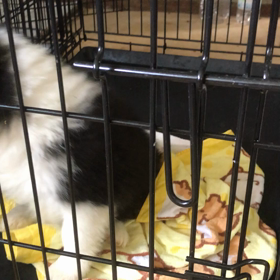 お問い合わせの子犬の画像