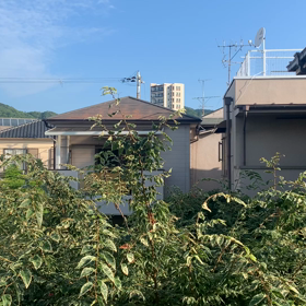 黒いカイトの画像