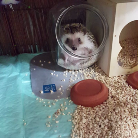 エサが出ることに気づいたすなおの画像