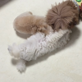 パピー達とポルシェの画像