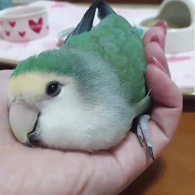 幸せの青い鳥の画像