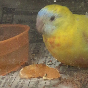 冬はミカンの画像