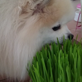 ムシャムシャの画像