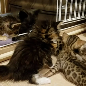 こんなに違うの画像