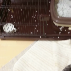 しらす君の可愛い声(*^^*)の画像