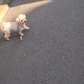 ママの大腸内視鏡検査の画像