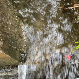 癒されての画像