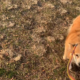 1月13日10わんこと2時間遠足　　代々木公園の画像