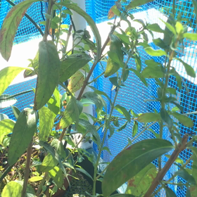 だ〜〜〜！イライラ　　問題の画像