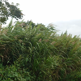 ただ、歩くの画像