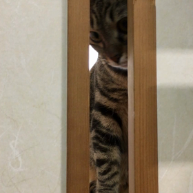 くるみの誘惑の画像