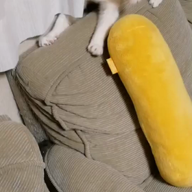 枕で大興奮の画像