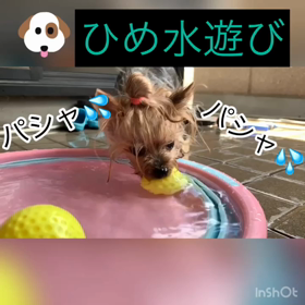 ひめの水遊びの画像