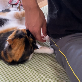 やっぱりすきにゃん♪の画像