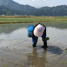 田植え❓レポっ❣️の画像