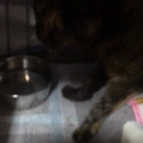 なみちゃんの訃報の画像