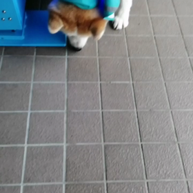 曇り☁️じゃなかったの❓今朝は雨‼️未来丸は休憩ポイントでゴロ寝無し‼️その代わり匂いかぎと探の画像