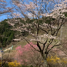桜………の話し。③の画像