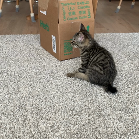 なっちゃんとカナタの可愛い動画。の画像