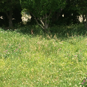 クローリー、はしゃぐ♡♡♡の画像