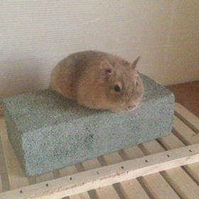 ピーたんの運動のはずが-_-bの画像