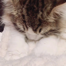 ふみふみの画像