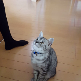 小春日記。の画像