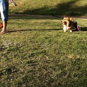 やっと涼しくなってきたかなの画像