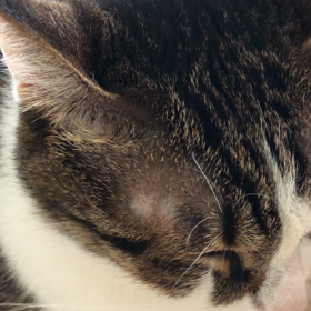 仕事だけののんびりした一日になりそう。お返事、保護猫デール。の画像