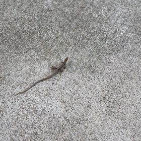 何か御用ですかの画像