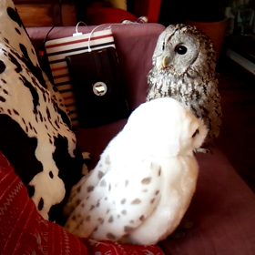 動画ですの画像