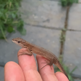 トカゲの独り言の画像