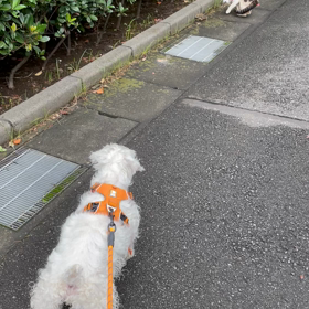 Wise to flee❣️の画像