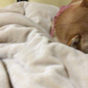 ブーちゃんとミーちゃんの仲良し動画の画像