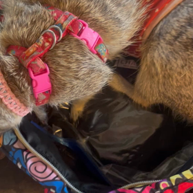 ミーアファミリーと愉快な仲間たちの画像