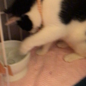 綿棒はおもちゃにゃの画像