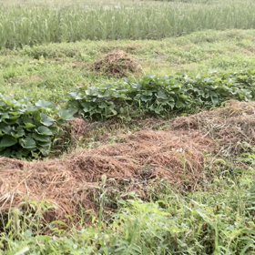 アイガモ米の画像