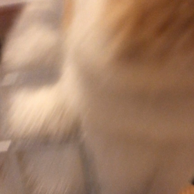 ドアップももちゃん♡の画像