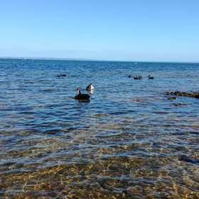 黒鳥のように泳ぎたいの画像