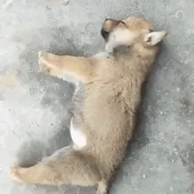 食べる前に寝るの画像