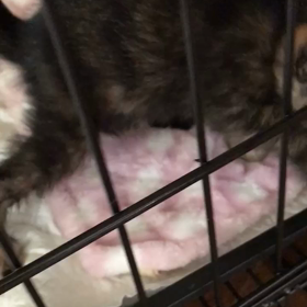 華音さんのチビちゃんの画像