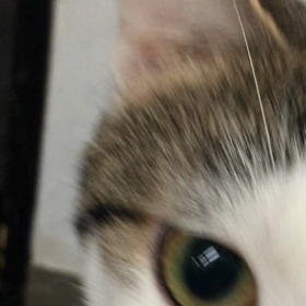 もじもじするくりのすけの画像